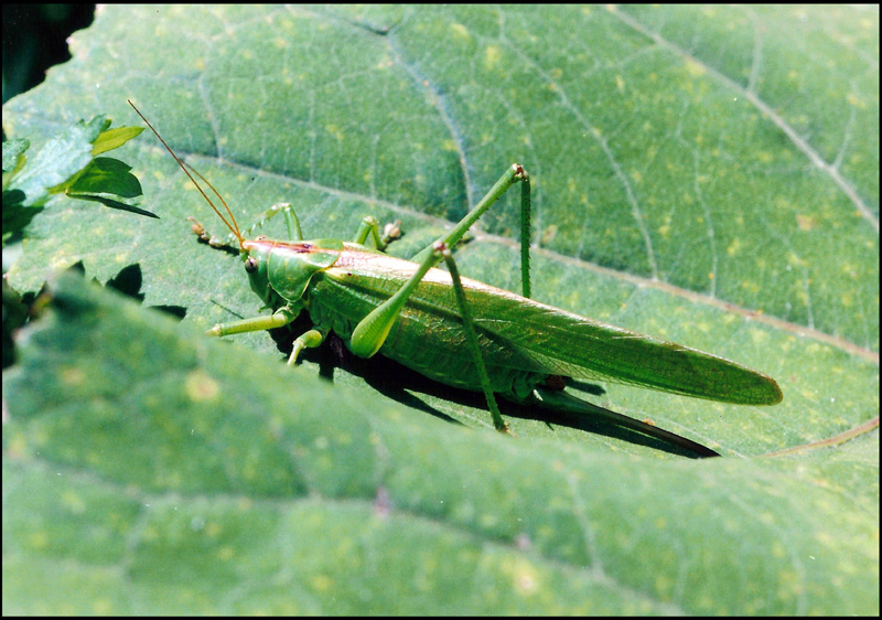 Tettigonia  viridissima